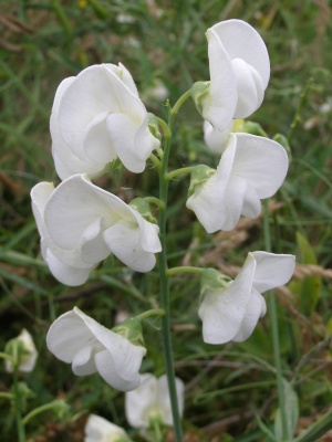 Lathyrus latifolius 'White Pearl' true